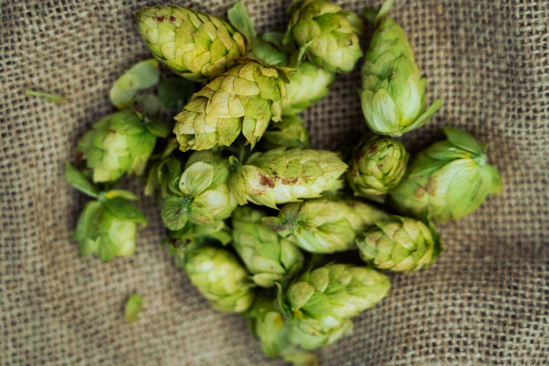 Wet hops in for First Frost.